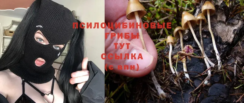 Галлюциногенные грибы Psilocybine cubensis  хочу наркоту  Бокситогорск 